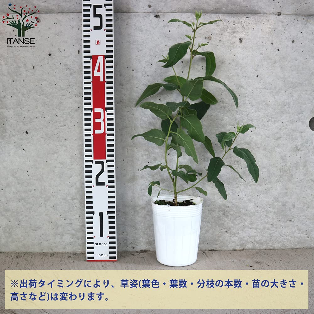 Amazon.co.jp: ITANSE レモンユーカリ 3.5号ポット苗 6個セット